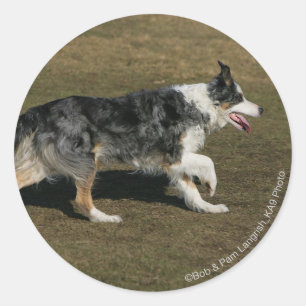 Sticker Rond Bordure Collie Exécution 1
