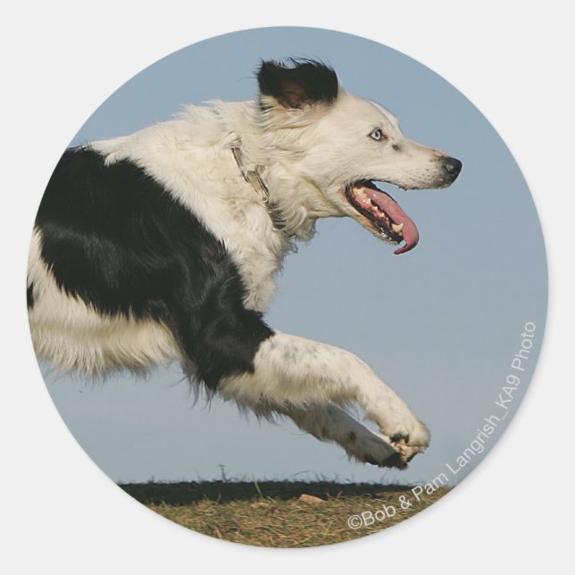 Sticker Rond Bordure Collie Exécution 2 (Devant)