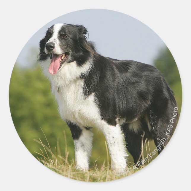 Sticker Rond Bordure Collie Panne debout (Devant)