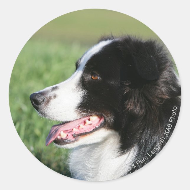 Sticker Rond Bordure Collie Puppy S'Éclatant (Devant)