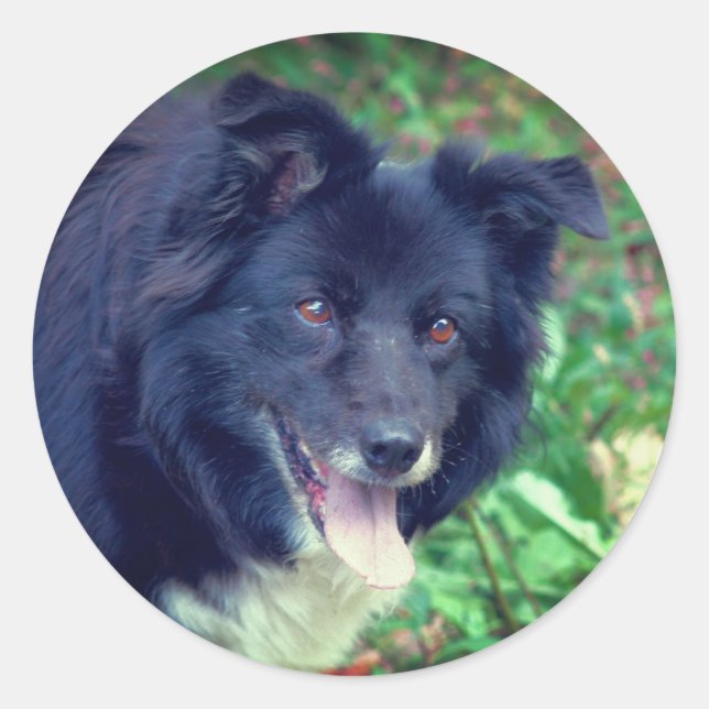 Sticker Rond Bordure Collie souriant chien (Devant)