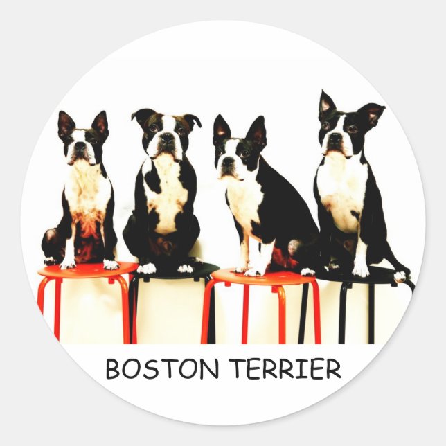 STICKER ROND BOSTON TERRIER (Devant)