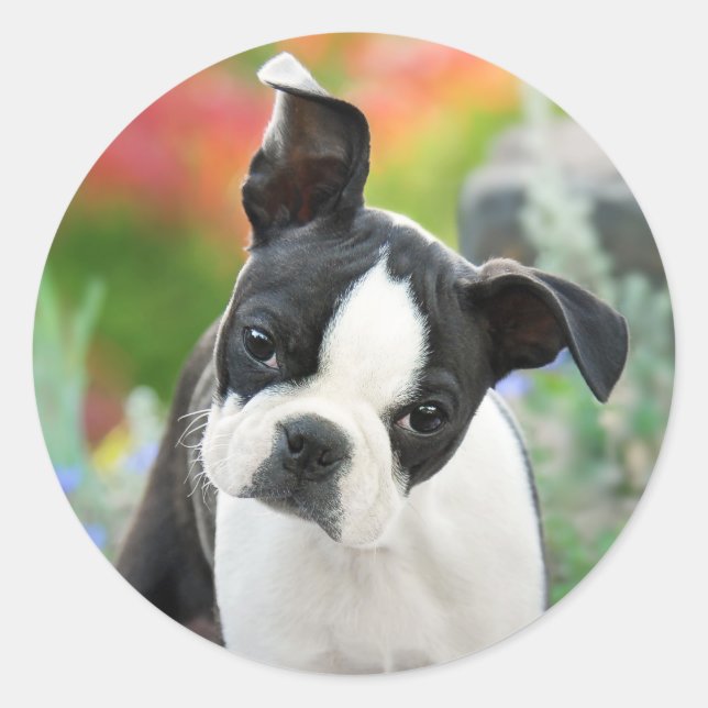 Sticker Rond Boston Terrier Chien Cute Chiot Animal Head Photo  (Devant)