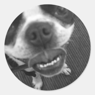Sticker Rond Boston Terrier Lips