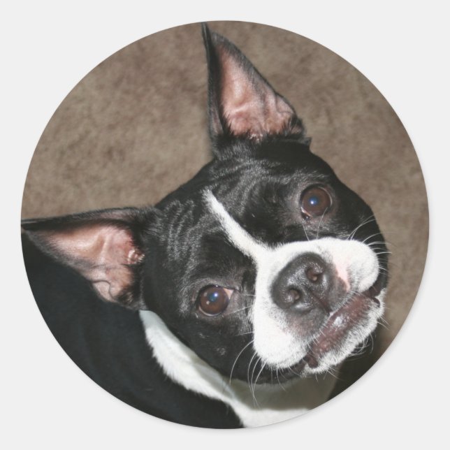 Sticker Rond Boston Terrier : Visage lumineux (Devant)