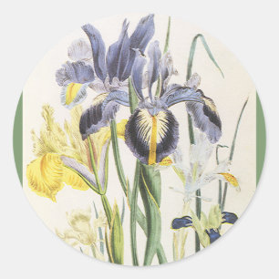 Sticker Rond Botanique Florale vintage, Fleurs d'Iris Jardin