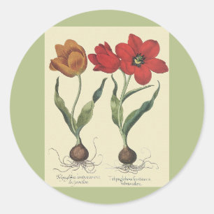 Sticker Rond Botanique vintage, Fleurs et ampoules de tulipes f