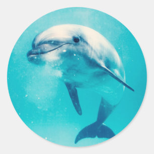 Sticker Rond Bottlenosed Dolphin Underwater