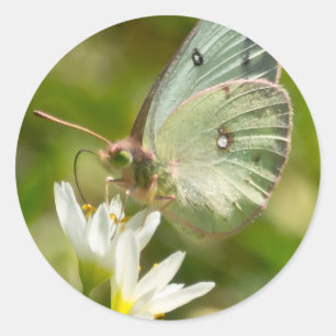 Sticker Rond Bouche verte sur faux vêtements et cadeaux d'ail