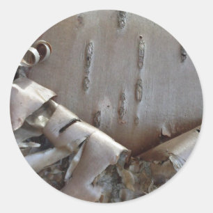 Sticker Rond Bouleau Tordue Écorce Arbre Rustique