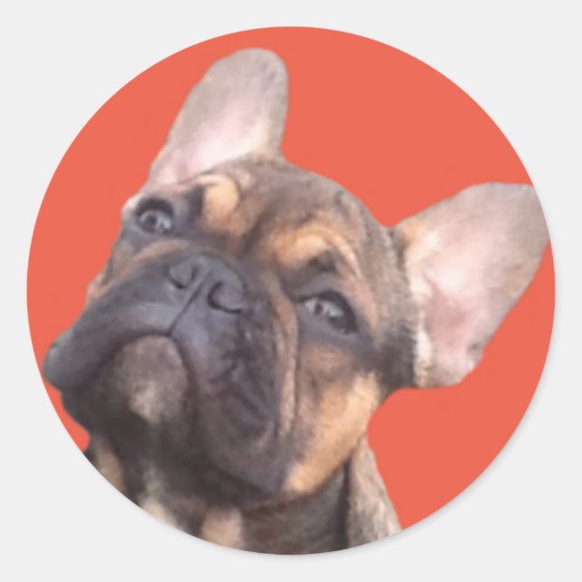 Sticker Rond Bouledogue français aimant (Devant)