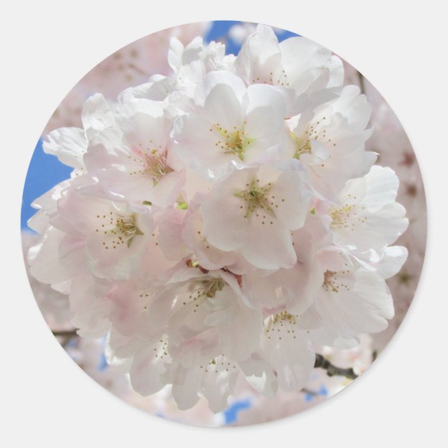 Sticker Rond Boules De Fleur Rose. (Devant)