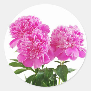 Sticker Rond Bouquet floral rose Fuchsia Peony