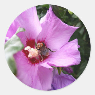 Sticker Rond Bourdon sur fleur d'Hibiscus
