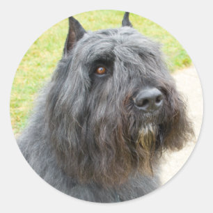 Sticker Rond Bouvier des Flandres