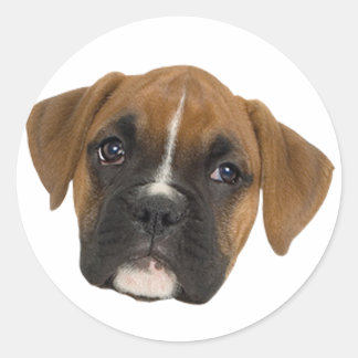 Sticker Rond Boxer