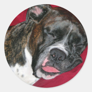 Sticker Rond Boxer américain