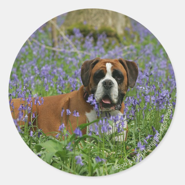 Sticker Rond Boxer Laying in Bluebells (Devant)