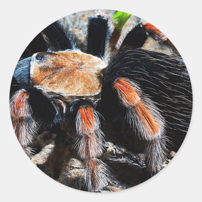 Sticker Rond Brachypelma boehmei (Devant)