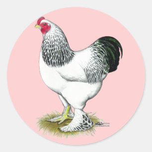 Sticker Rond Brahma :  Coq léger