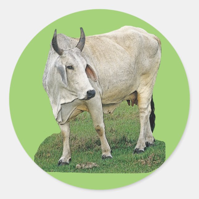 Sticker Rond Brahman Cow (Devant)