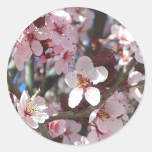 Sticker Rond Branche de fleurs roses Printemps Floral