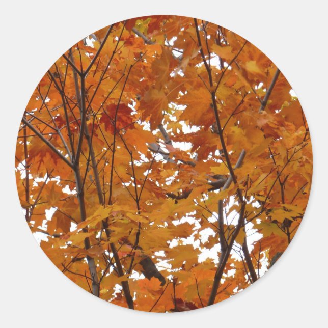 Sticker Rond Branches de feuilles d'érable I Automne orange (Devant)