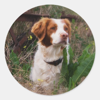 Sticker Rond Bretagne