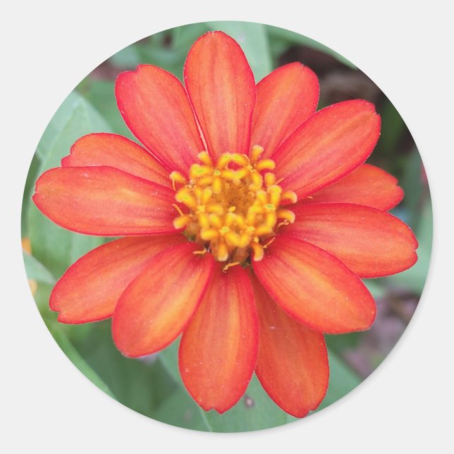 Sticker Rond Bright Orange Zinnia collant rond, scellant envelo (Devant)