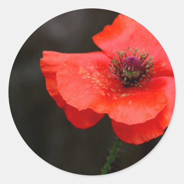 Sticker Rond Brilliant Red Poppy (Devant)