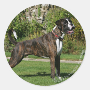 Sticker Rond Brindle Boxer Dog Show Stance