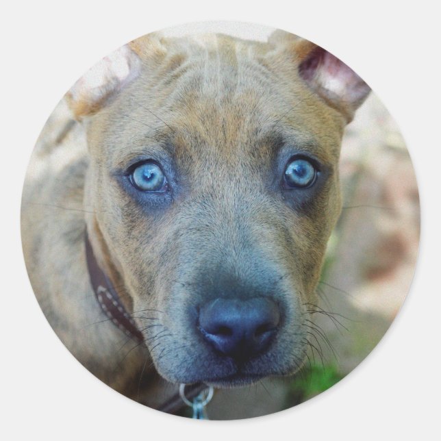 Sticker Rond Brindle Pit Bull Puppy par Shirley Taylor (Devant)