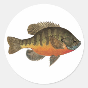 Sticker Rond Brise de Bluegill