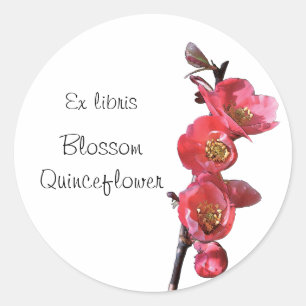 Sticker Rond Brochure autocollante en coing rose