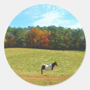 Sticker Rond Brown & cheval blanc, arbres d'automne, ciel bleu