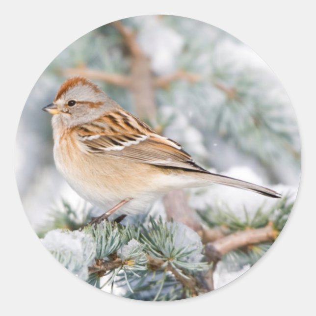 Sticker Rond Bruant hudsonien en hiver (Devant)