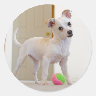 Sticker Rond Bruno