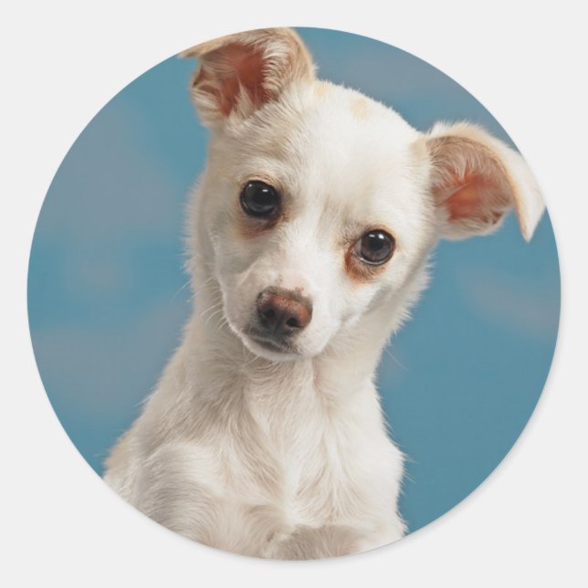 Sticker Rond Bruno le chiot Chihuahua (Devant)