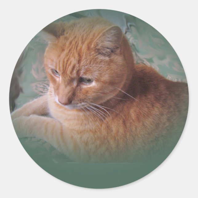 Sticker Rond Bubba l'Orange Tabby Tomcat (Devant)