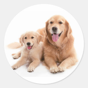 Sticker Rond Buddies Golden Retriever