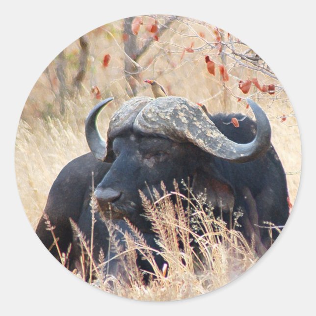 Sticker Rond buffle (Devant)