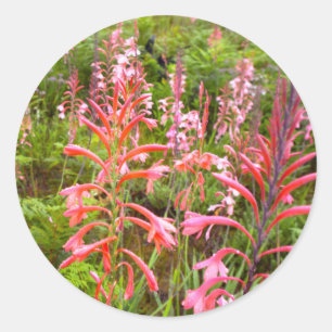 Sticker Rond Bugle Lily (Watsonia) Fleur, Cap Est