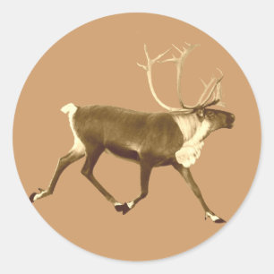 Sticker Rond Bull Caribou - Sepia