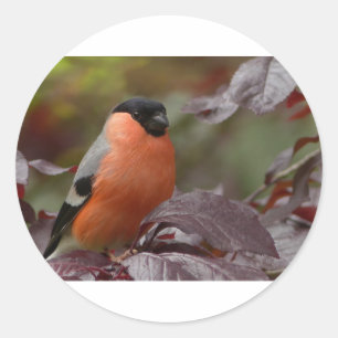 Sticker Rond Bull Finch