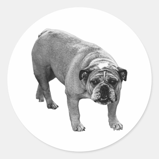 Sticker Rond Bulldog à cacheter (Devant)