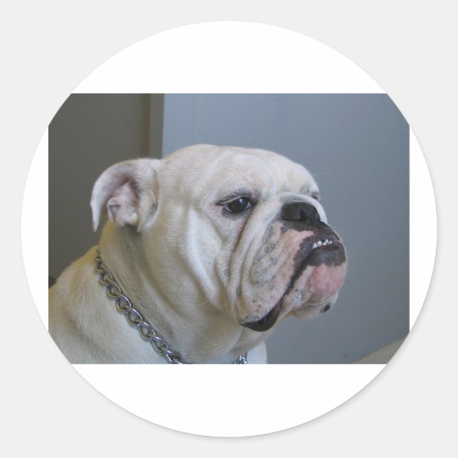 Sticker Rond Bulldog.png blanc (Devant)
