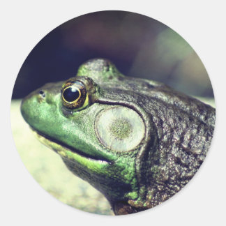 Sticker Rond Bullfrog pensées Nature