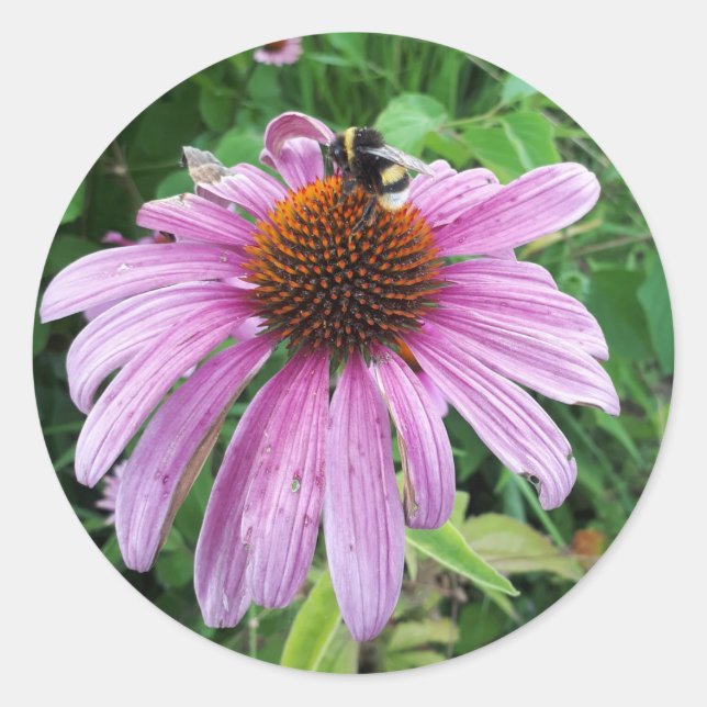 Sticker Rond Bumblebebe sur le confleur pourpre oriental (Devant)