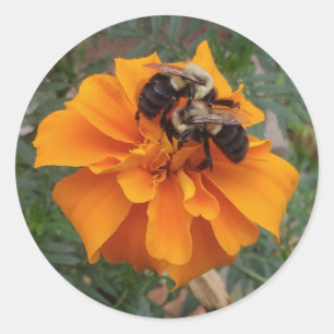 Sticker Rond Bumblebebees sur Marigold Flower