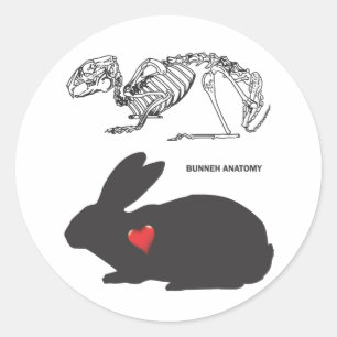 Sticker Rond Bunny Anatomie